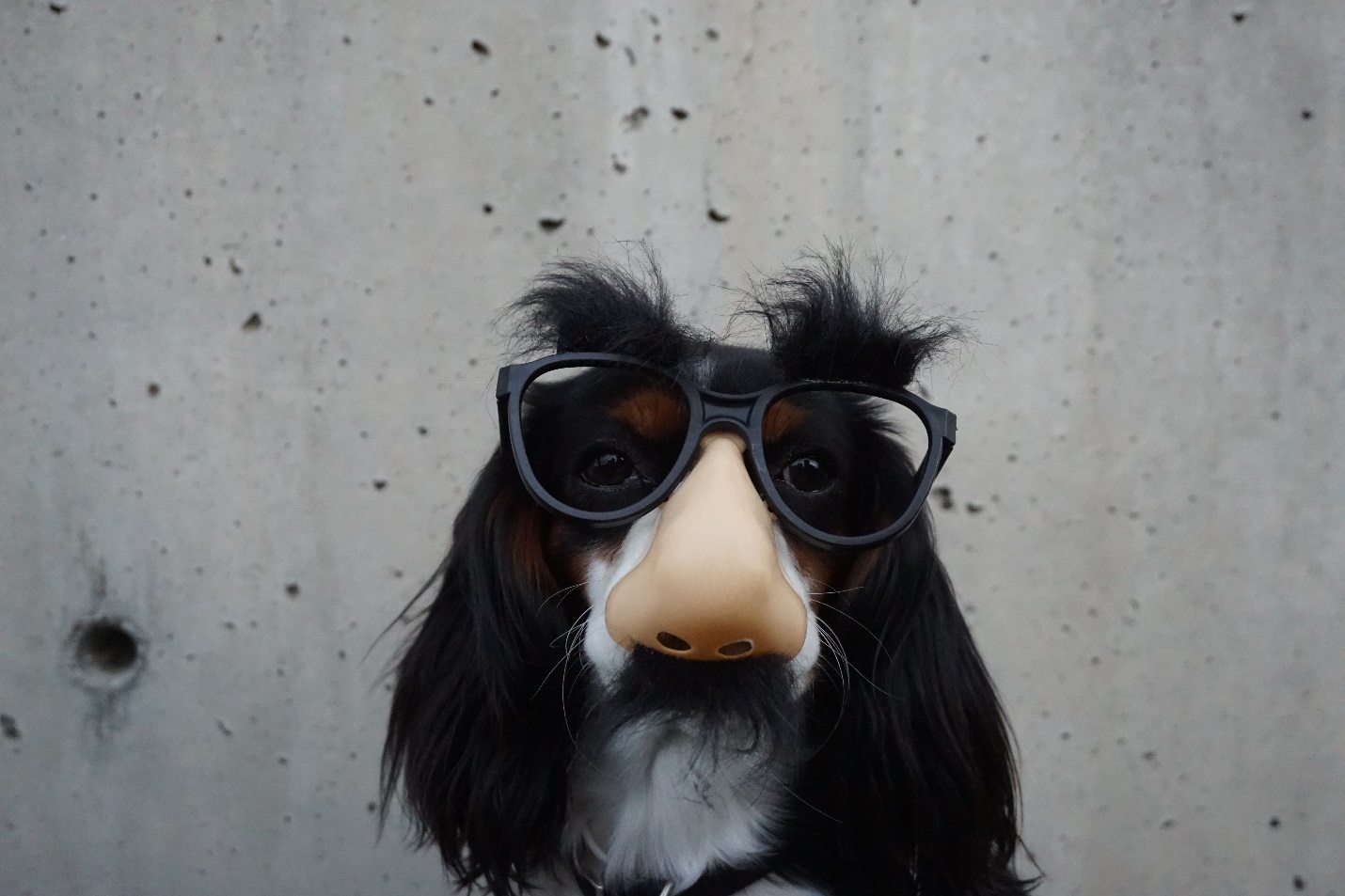 A dog wearing glasses